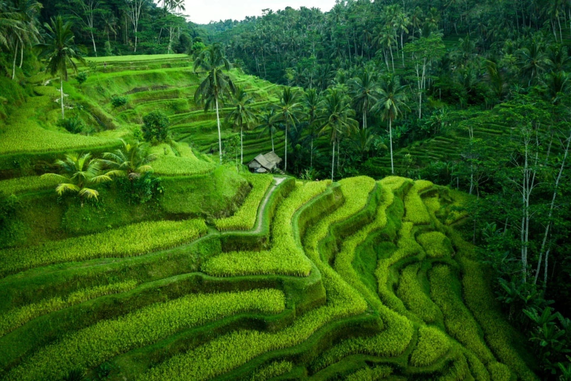 Bali Scenic Village & Highland Escape (Kintamani Tour)